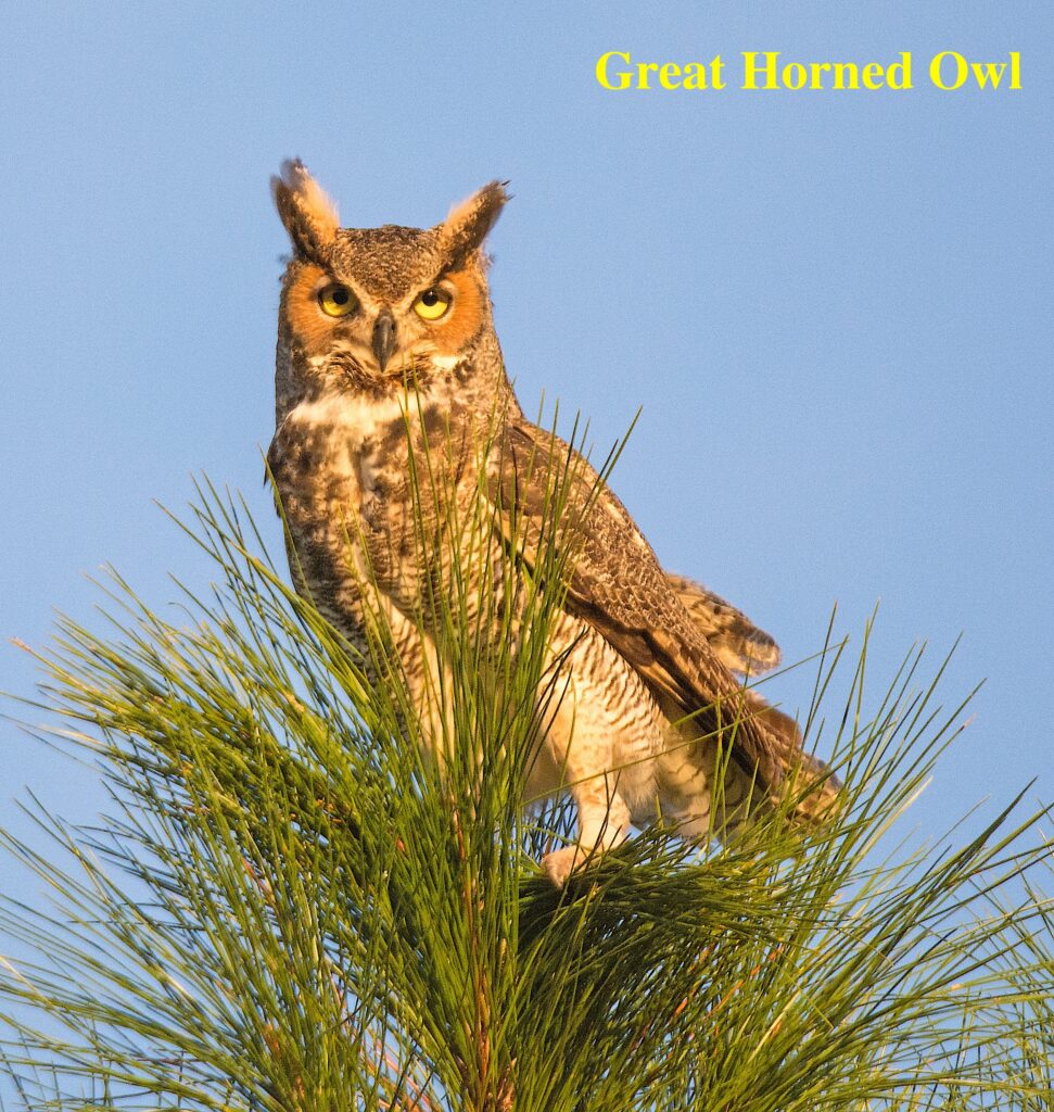 Great Horned Owl Great Horned Owl