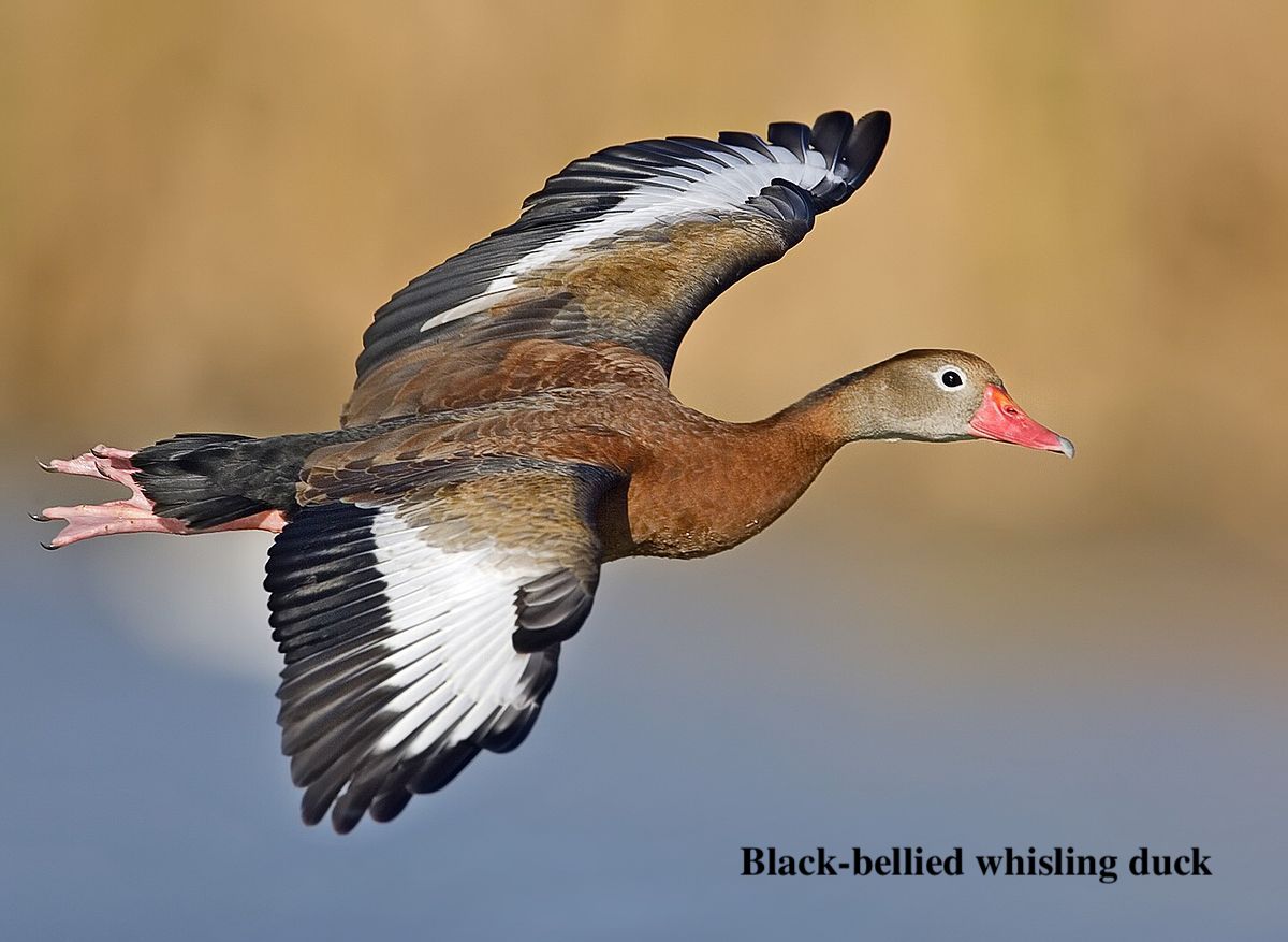 Black-bellied whisling duck Black-bellied whisling duck