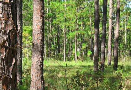 Florida Land Steward
