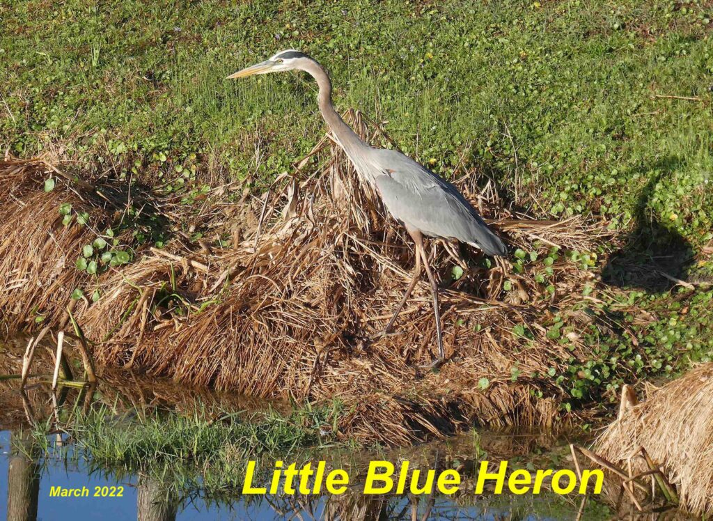 Little Blue Heron 21 2022-03-05a