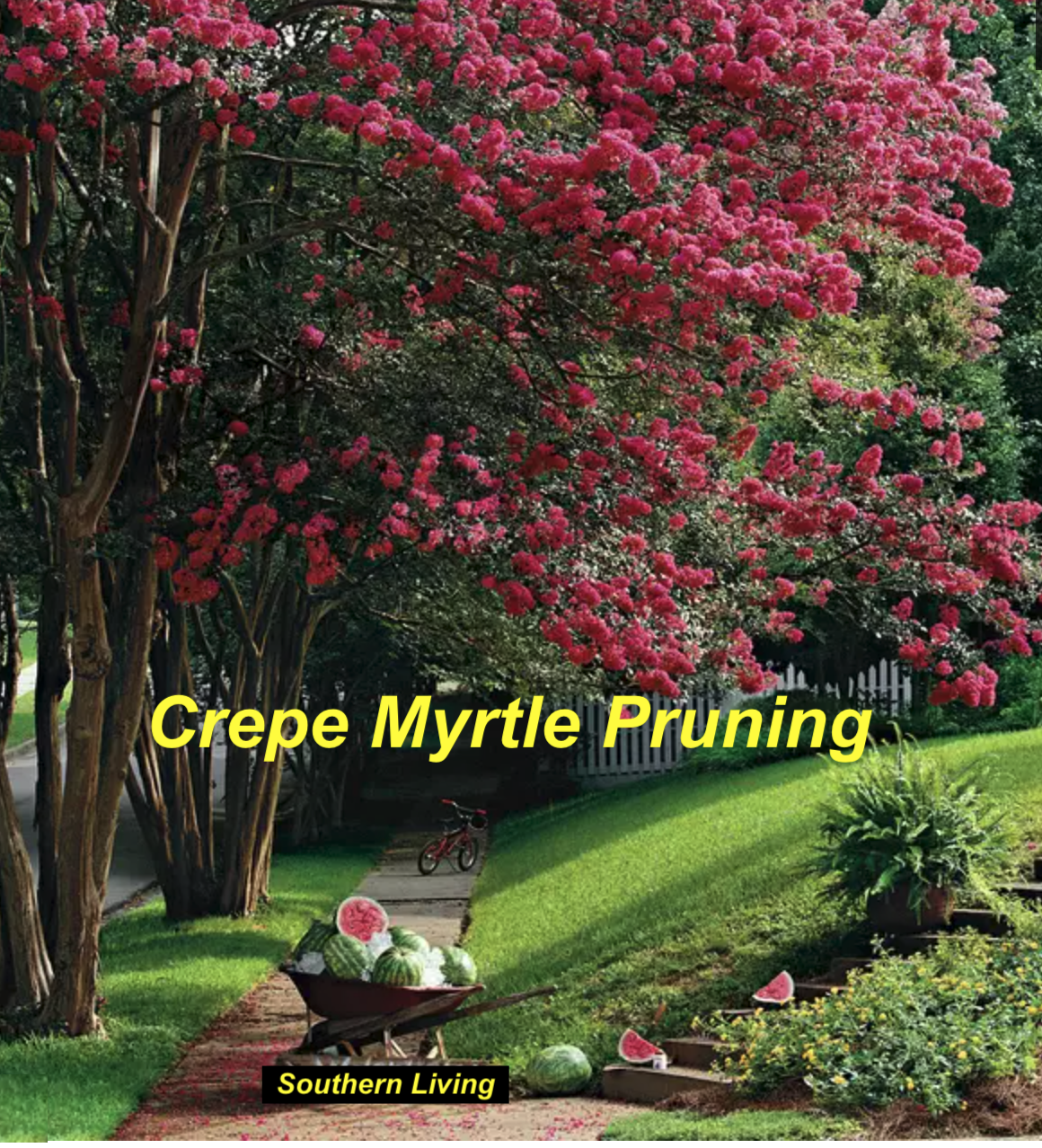 Crepe Myrtle Pruning