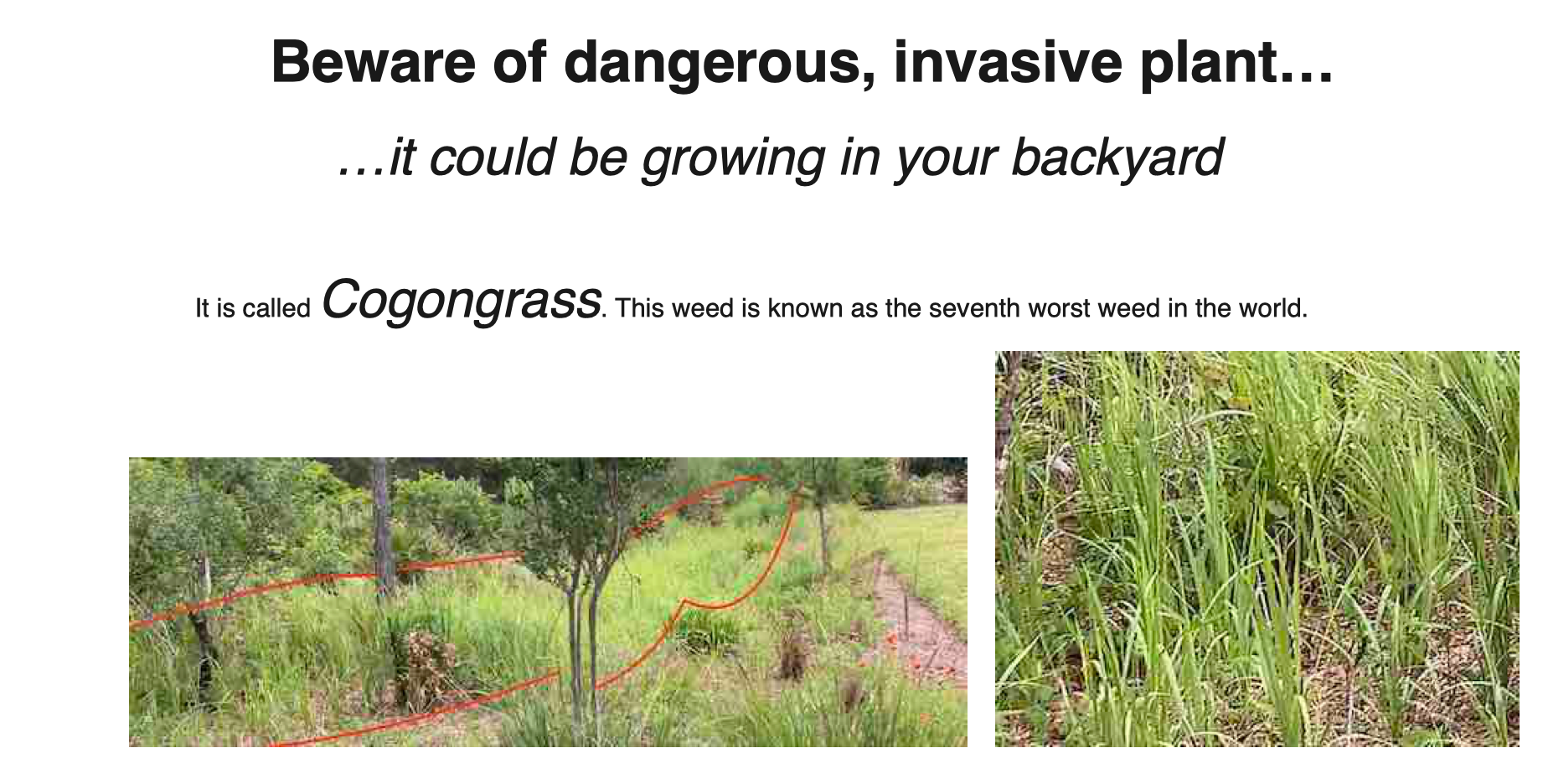 Cogonrass in your backyard