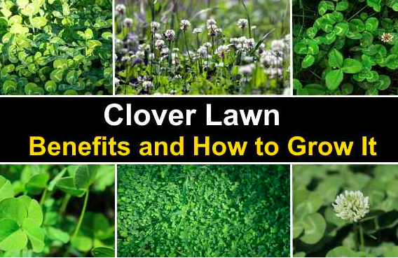 Clover Lawn