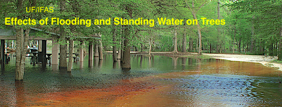 Effects of Flooding and Standing Water on Trees