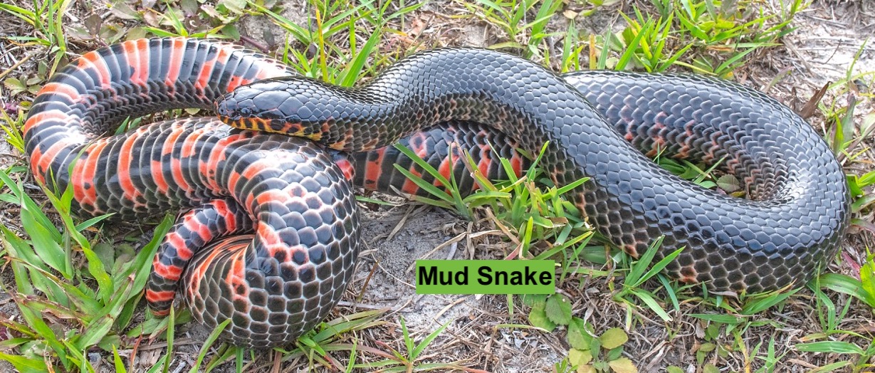 Eastern Mud Snake (61 inches) Eastern Mud Snake (61 inches)